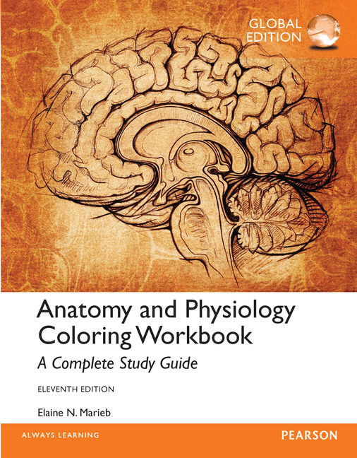 Pearson Education - Anatomy And Physiology Coloring Workbook: A ...